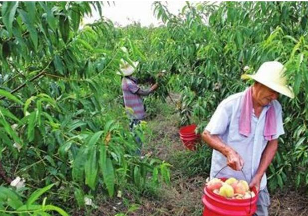 种桃子全攻略，从种植到收获的智慧分享